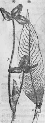 98. Leaf of willow (Salix lucida); 8, the stipules