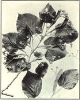 American Linden. Tilia americana L. 