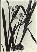 Blueflag Iris. Iris versicolor L. 
