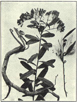 Butterfly Weed. Asclepias tuberosa L.