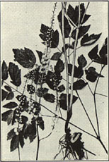 Cohosh Bugbane. Cimicifuga racemosa (L.) Nutt.