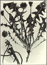 Dandelion. Leontodon taraxacum L.