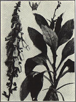 Foxglove. Digitalis purpurea L.