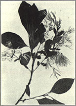 Fringetree. Chionanthus virginica L.