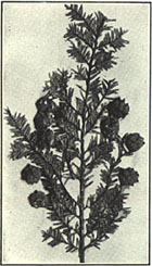 Hemlock. Tsuga canadensis (L.) Carr.
