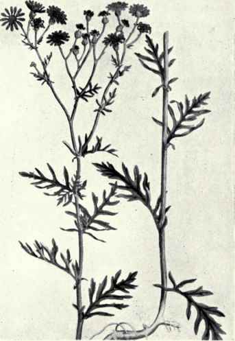 Hoary Ragwort (Senecio erucifolius, L.)