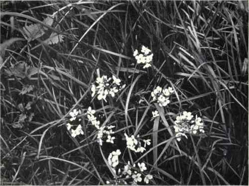 Lady's Smock (Cardamine prateiisis, L.)