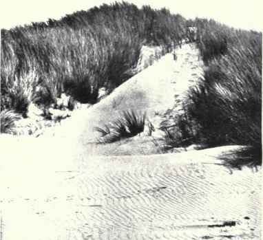 Marram Grass (Ammophila arenaria, Link.)