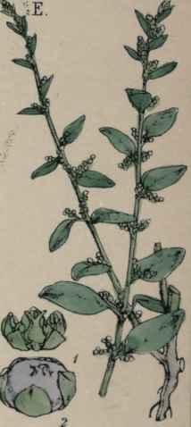 Chenopodium polyspermum