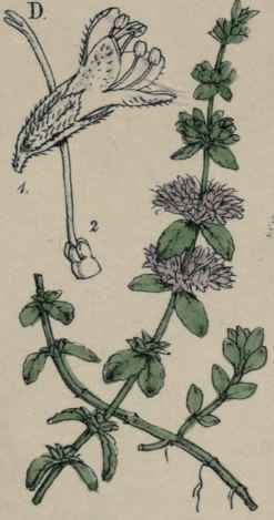Gentiana Pneumonanthe