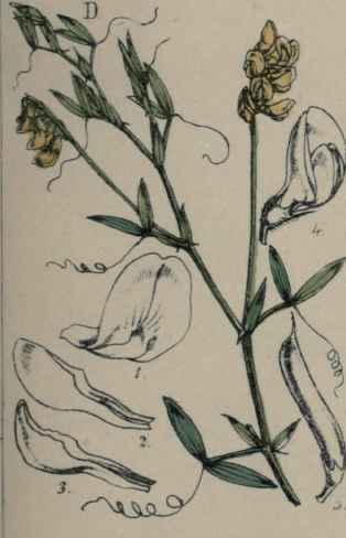 . Lathyrus pratensis