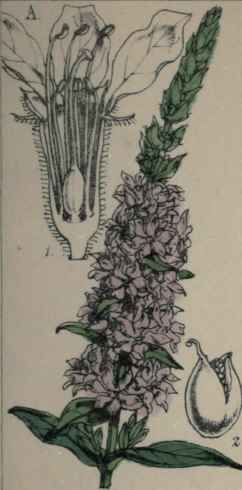 Lythrum Salicaria,