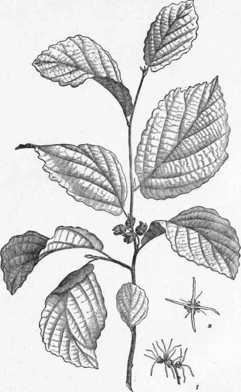 Witch hazel (Hamamelis Virginica). (From Report of Botanist in Annual Report of Secretary of Agriculture, 1885).