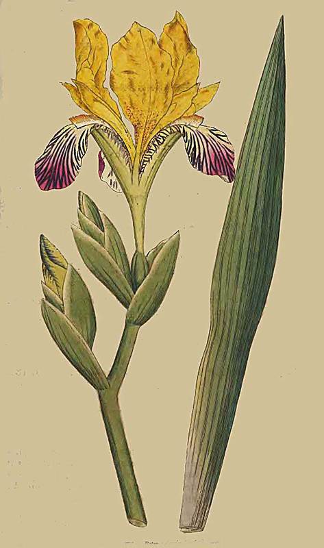 16 Iris variegata Variegated Iris 