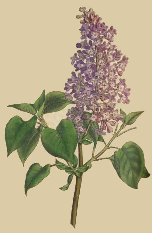183 Syringa Vulgaris Common Lilac 