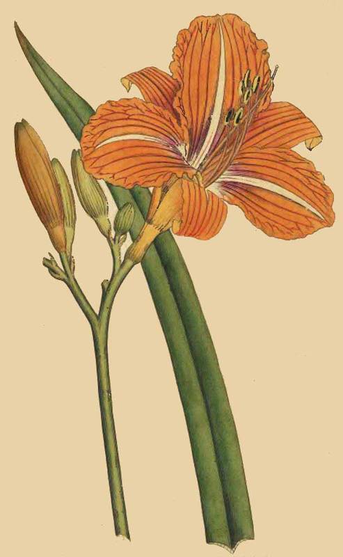 stargazer lilies tattoos tawny daylily picture