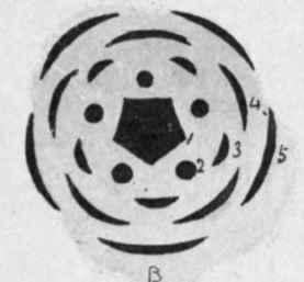 Fig. 2. Diagram of Mono and Dicotyledon.