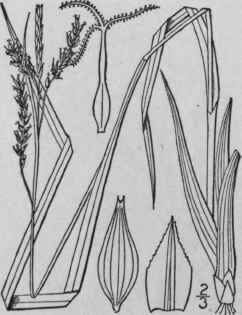 150 Carex Flexuosa Muhl Slender Stalked Sedge 1018