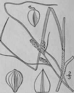 162 Carex Caroliniana Schwein Carolina Sedge 1029