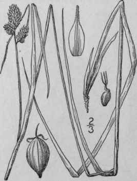 162 Carex Caroliniana Schwein Carolina Sedge 1030