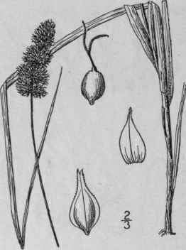 22 Carex Cephaloidea Dewey Thin Leaved Sedge 890