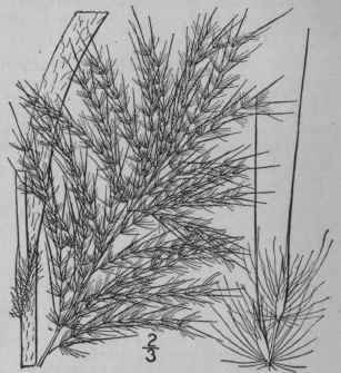 3 Erianthus Saccharoides Michx Plume Grass 260