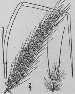 3 Erianthus Saccharoides Michx Plume Grass 261