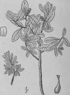 30 Salix Chlorolepis Fernald Green Scaled Willow 1480