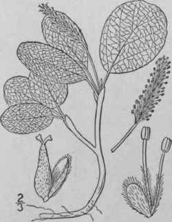 30 Salix Chlorolepis Fernald Green Scaled Willow 1481