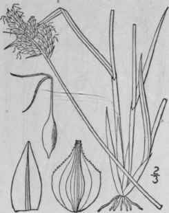 74 Carex Albolutescens Schwein Greenish White Sedg 941