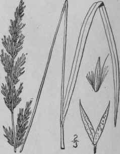 8 Calamagrostis Neglecta Ehrh Gaertn Narrow Reed G 507