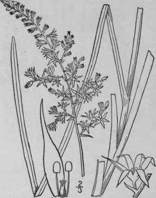 8 Stenanthium Kunth Enum 4 189 1842 1228