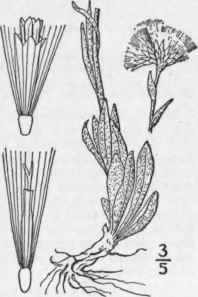 1 Antennaria Carpathica Wahl Hook Carpathian Everl 1064