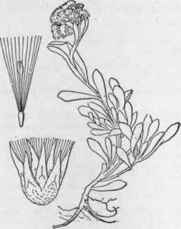2 Antennaria Alpina L Gaertn Alpine Everlasting 1065