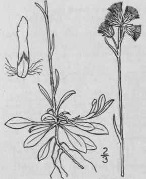 2 Antennaria Alpina L Gaertn Alpine Everlasting 1066