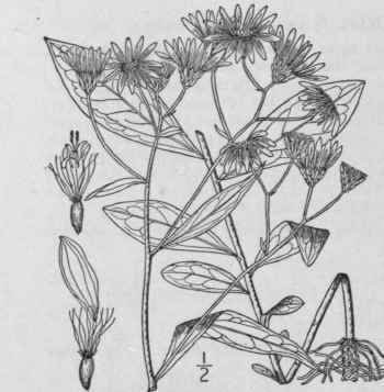 2 Doellingeria Humilis Willd Britton Broad Leaved  1053
