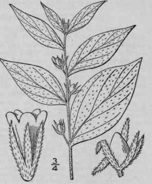 3 Lithospermum Latifolium Michx American Gromwell 208