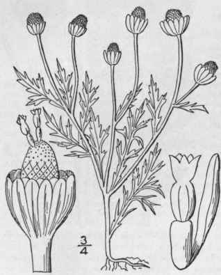 matricaria chamomilla