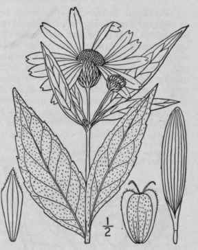 3 Phaethusa Helianthoides Michx Britton Sunflower  1161