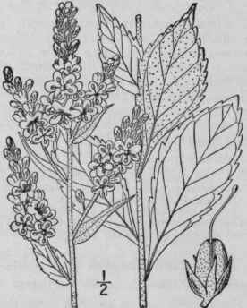 3 Verbascum Lychnitis L White Mullen 408