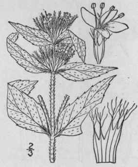 9 Koellia Pycnanthemoides Leavenw Kuntze Southern  339