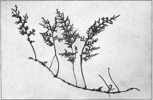 Hymenophyllum Javanicum, Spreng. 