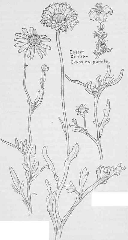 Bahia absinthifolia  Wild Marigold Baileya multiradiata. Baileya pauciradiata