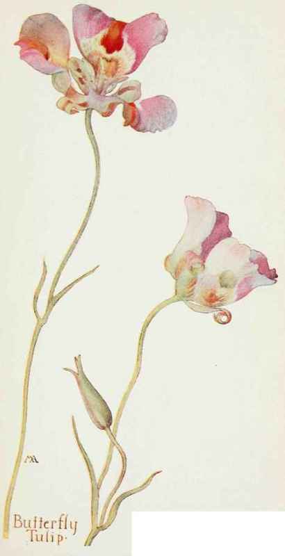 Calochortus luteus vvar oculatus.