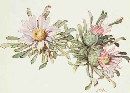 Easter Daisy Toumsendia exscapa