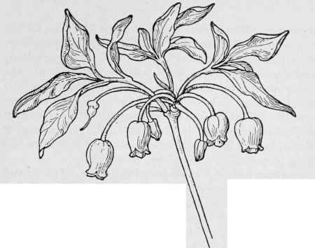 Fool's Huckleberry Menziesia urcelolaria.