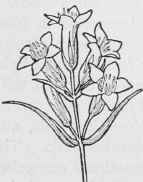 Northern Gentian Gentiana acuta.