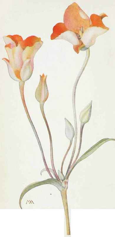 Orange Mariposa Tulip. Calochortus Kennedyi.