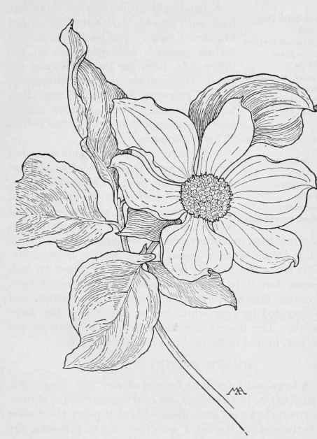 dogwood flower coloring pages - photo #11