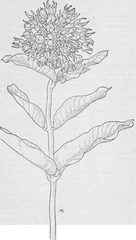 Showy Milkweed- Asclepias speciosa. MILKWEED FAMILY. Asclepiadaceae.
